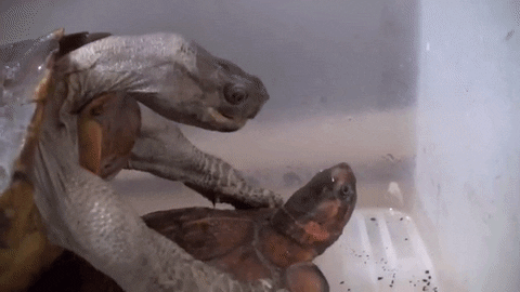 Turtle Mating GIF