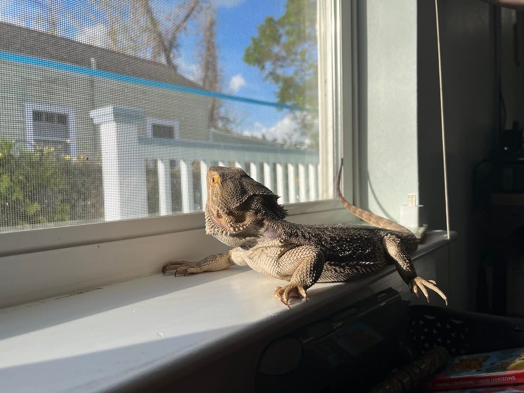 Bearded dragons and their ladies