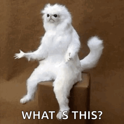 Confused White Persian Guardian GIF - Confused White Persian Guardian Why GIFs
