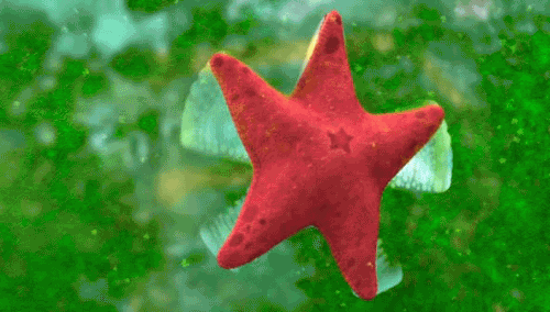 Finding Nemo Starfish GIF
