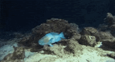 Hide Hiding GIF - Hide Hiding Hunting GIFs