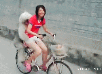 dog bicycle GIF